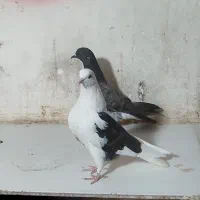 کفتر|پرنده|نورآباد, |دیوار