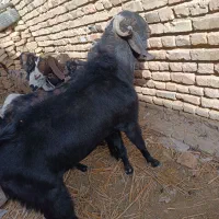 سلام گوسفند پنجاپی دارم چشم سفید اصل|حیوانات مزرعه|خاش, |دیوار