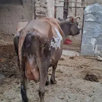 فروش گاو جرسی جنس خوب ۱۰کیلو شیری