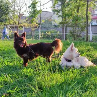 سگ قهوه‌ای پشمالو عقیم شده