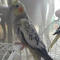 عروس هلندی  گلباقالی