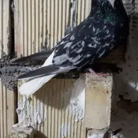کبوتر دم سفید