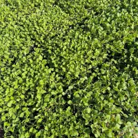 نشا بادمجان کشیده سافال