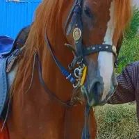 خرید و فروش اسب