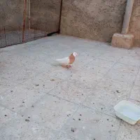 کبوتر طوق زرد ماده|پرنده|شیراز, دست خضر|دیوار