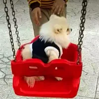 پامرانین اصیل|سگ|کرمانشاه, |دیوار