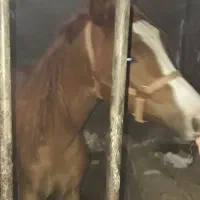 کره مادیان یه سر