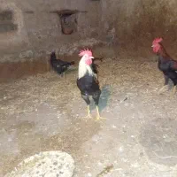 کله شیربومی