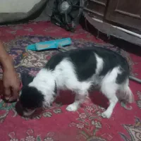 سگ پاکوتاه ۴ عددفروشی|سگ|تاکستان, |دیوار