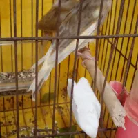معاوضه قناری ماده با نر جوانه
