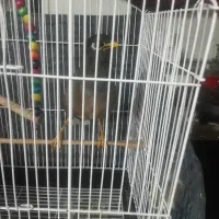 مرغ مینا فروشی سخن گو شیرین زبون