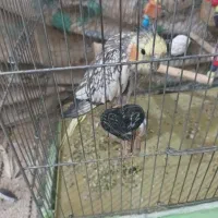 مرغ عروس|پرنده|کویرات, |دیوار