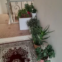 گلدان طبیعی