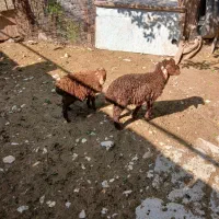 گوسفند یا کاور ماده