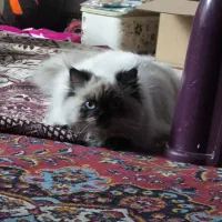 گربه هیمالین|گربه|لنجان, |دیوار