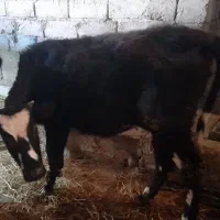 گاو گیل دورگ|حیوانات مزرعه|رشت, بازار|دیوار