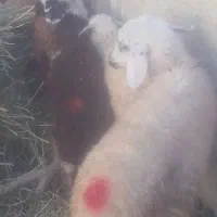 4برهمادهسالمسالم