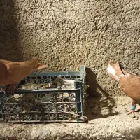 رنگ دمبی تهرانی|پرنده|چگنی, |دیوار