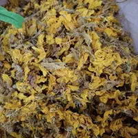 گل مغربی خشک