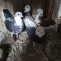 6تا کبوتر آس|پرنده|شاهرود, |دیوار