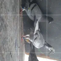 سه عدد جوجه دوبر همه چی تموم اولویت صاحب حیوونا