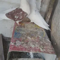 ۸ کبوتر همه رو هم ۱۱۰۰