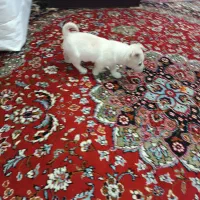 برفی پاکوتاه هرکی ببینه عاشقش میشه|سگ|اقبالیه, |دیوار