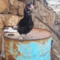 نیمچه مرغ و خروس گلین|حیوانات مزرعه|کرمانشاه, |دیوار