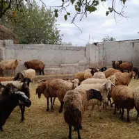 گوسفند مغانی و افشار ۳۰ راس