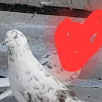 کفترقلم کار