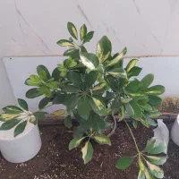 گل و گیاه شفلرا|گل و گیاه طبیعی|اهواز, سیصد دستگاه|دیوار