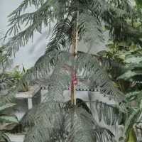 کاج مطبق