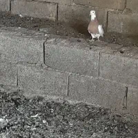 طوقی|پرنده|میمند, |دیوار