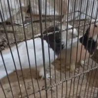 کبوتر طوقی سرور