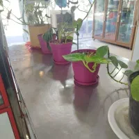 همکار خانم برای کباب سرا