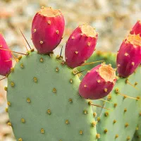 کاکتوس آپونتیا میوه دار