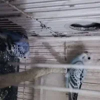 جفت کوتوله رنگ خاص و چند تا مرغ عشق|پرنده|تربت جام, تیپ ۳۸ زرهی تربت جام|دیوار