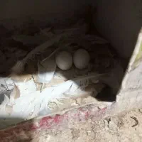 تخم کله سفید هفترنگ دم سفید