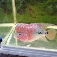 آکواریوم ماهیران. آکوا. دلسا و فلاور|ماهی|ری, شهرری|دیوار