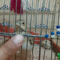 جوجه سهره خاکی رام رام درشت بشرط ریژخون|پرنده|اسلامشهر, مسکن مهر اسلاشهر (شهرک امام خمینی)|دیوار