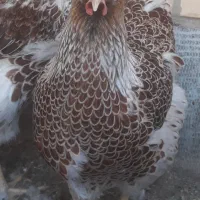 جوجه ویاندوت(مرغ و خروس ندارم)|حیوانات مزرعه|قم, شهرک مهدیه|دیوار