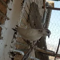 کبوتر تهرانی|پرنده|کرمانشاه, |دیوار