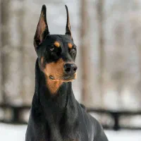 فروش سگ دوبرمن