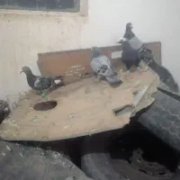 کفتر هوایی بی بوب