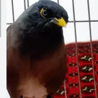 مینا دستی سخنگو