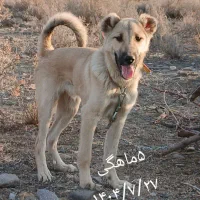 توله سگ سرابی