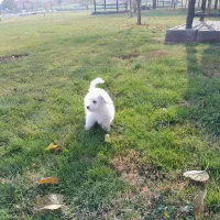 سگ‌پاکوتاشیتزو