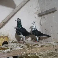 کبوتر سوسکی بزک‌