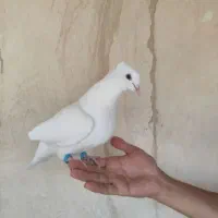 کبوتر نر سفید