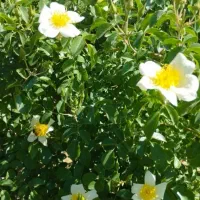 نهال نسترن میمندفارس برای عرق گیری|گل و گیاه طبیعی|اصفهان, راران|دیوار